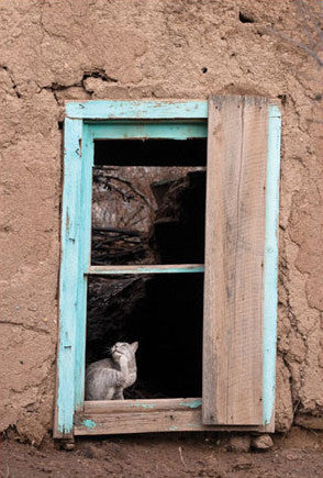 Mrs. Montoya's Cat | Postcard | PC-505