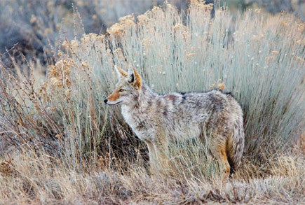 New Mexico Coyote | Postcard | PC-511