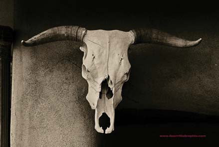Cow Skull at Ghost Ranch Postcard