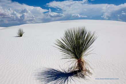 White Sands, New Mexico Postcard