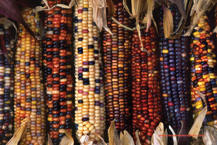 Indian Corn | Postcards | PC-4061