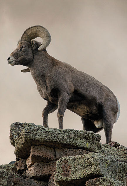 Bighorn Ram | Postcards | PC-524