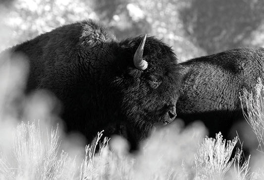 Buffalo at Taos Pueblo | Postcards | PC-525