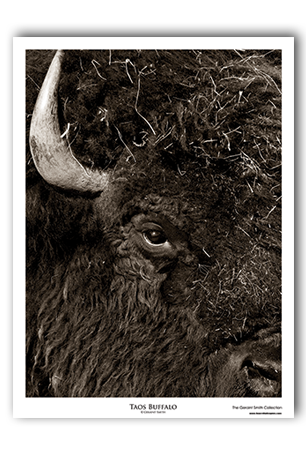 Taos Buffalo | Art Print by Geraint Smith | ART-9506