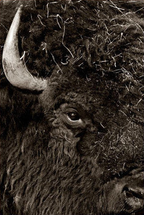 Taos Buffalo Postcard