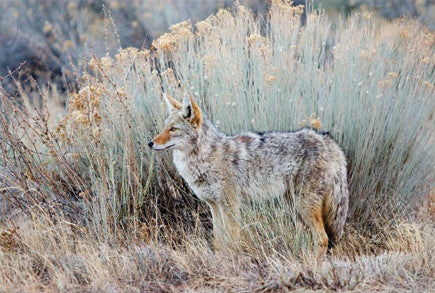 New Mexico Coyote Postcard