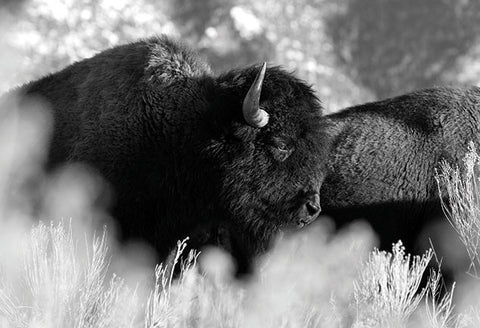 Buffalo at Taos Pueblo Postcard