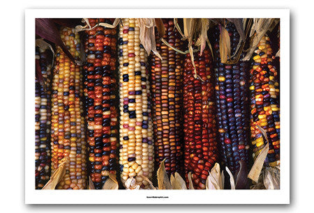 Indian Corn | Art Print | ART-9043