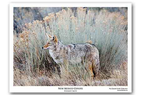 New Mexico Coyote | Art Print by Geraint Smith | ART-9513