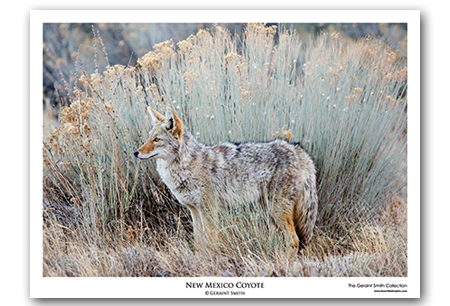 New Mexico Coyote Art Print by Geraint Smith