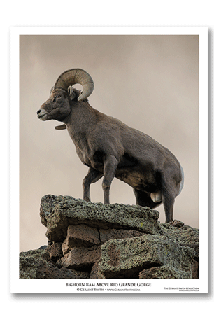 Bighorn Ram Above Rio Grande Art Print