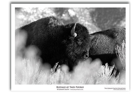 Buffalo At Taos Pueblo Art Print by Geraint Smith