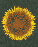 166 Sunflower Fibonacci T-Shirt