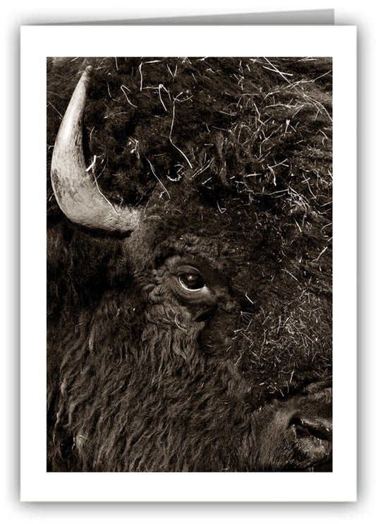 Taos Buffalo Greeting Card